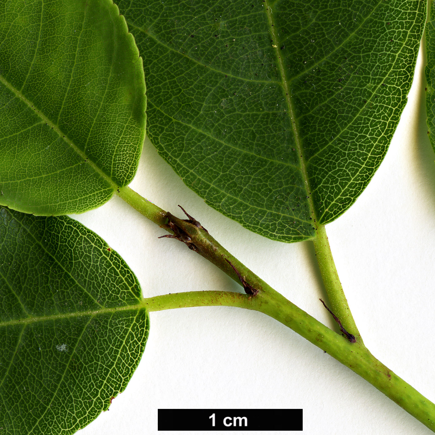 High resolution image: Family: Rhamnaceae - Genus: Frangula - Taxon: californica - SpeciesSub: subsp. occidentalis High resolution image: Family: Rhamnaceae - Genus: Frangula - Taxon: californica - SpeciesSub: subsp. occidentalis